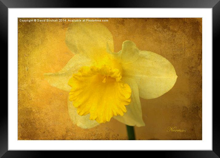 Daffodil Narcissus Framed Mounted Print by David Birchall
