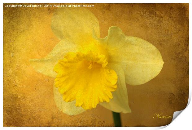 Daffodil Narcissus Print by David Birchall