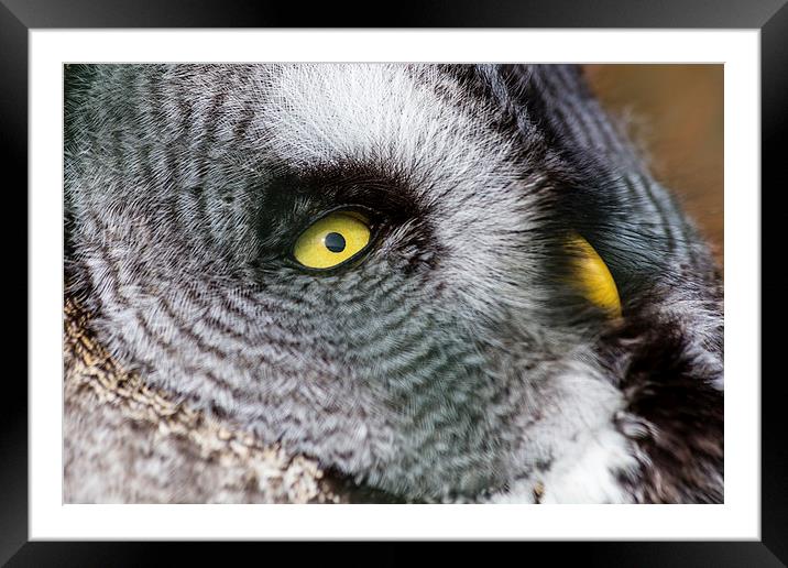 Great Grey Owl Framed Mounted Print by Andy McGarry
