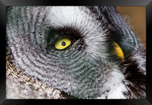 Great Grey Owl Framed Print by Andy McGarry