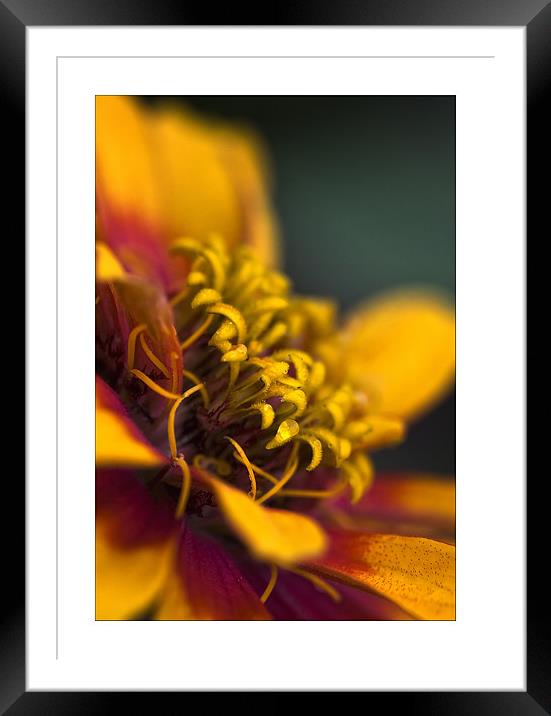 Flower Framed Mounted Print by Klara Memisevic