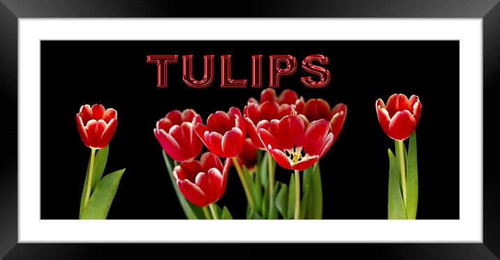 Tulip panorama Framed Mounted Print by Thanet Photos