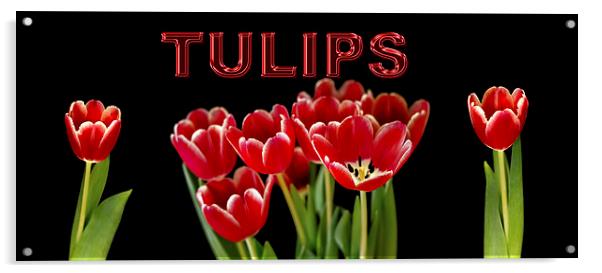 Tulip panorama Acrylic by Thanet Photos