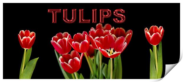 Tulip panorama Print by Thanet Photos