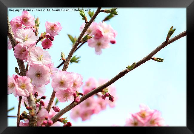 桜 (Sakura) Framed Print by Andy Jones