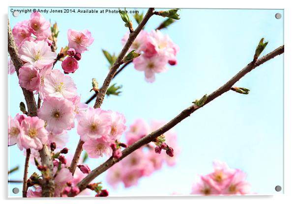 桜 (Sakura) Acrylic by Andy Jones