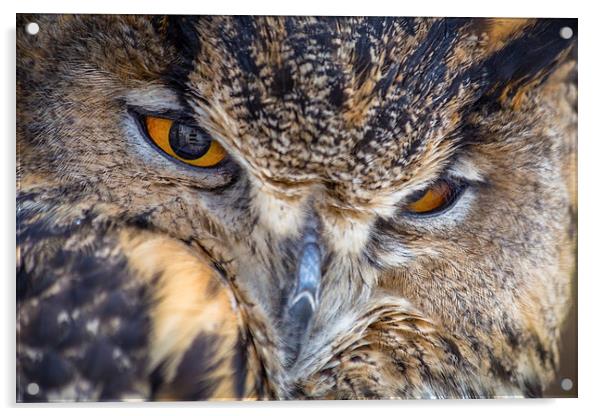 European Eagle Owl Acrylic by Andy McGarry
