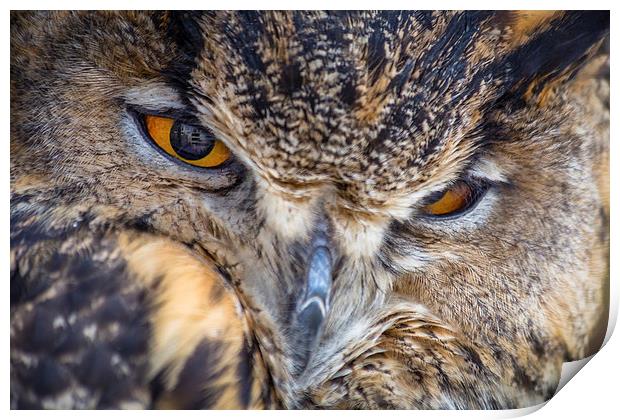 European Eagle Owl Print by Andy McGarry