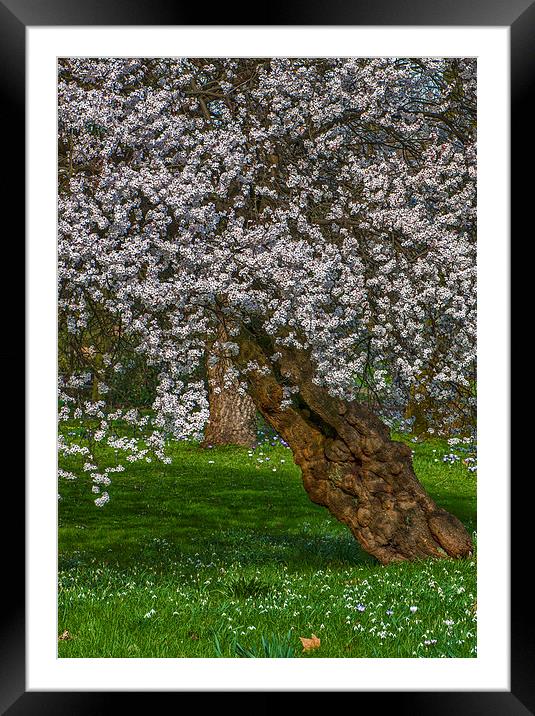 Cherry Blossom Tree Framed Mounted Print by Abdul Kadir Audah