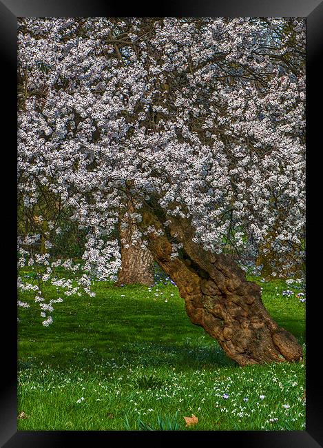 Cherry Blossom Tree Framed Print by Abdul Kadir Audah