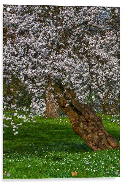 Cherry Blossom Tree Acrylic by Abdul Kadir Audah