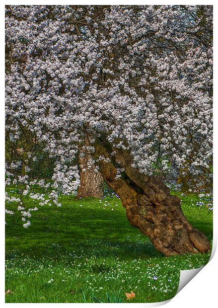 Cherry Blossom Tree Print by Abdul Kadir Audah
