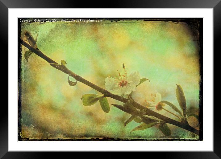 Springtime Blossom Framed Mounted Print by Julie Coe