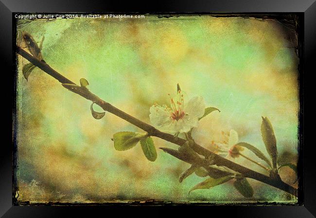 Springtime Blossom Framed Print by Julie Coe
