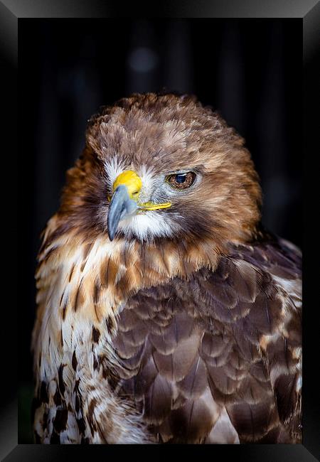 Red Tailed Buzzard Framed Print by Andy McGarry