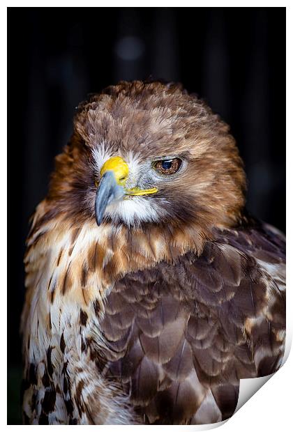Red Tailed Buzzard Print by Andy McGarry