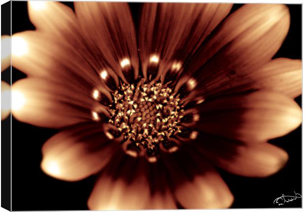 Fire Daisy Canvas Print by Rob Toombs