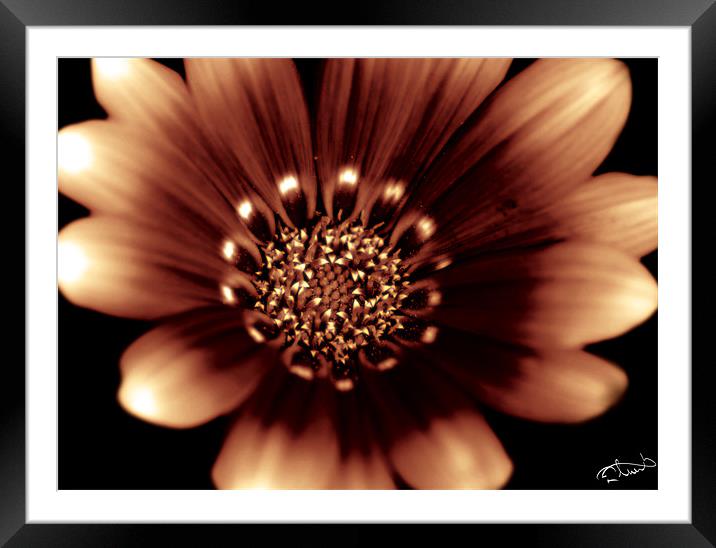 Fire Daisy Framed Mounted Print by Rob Toombs