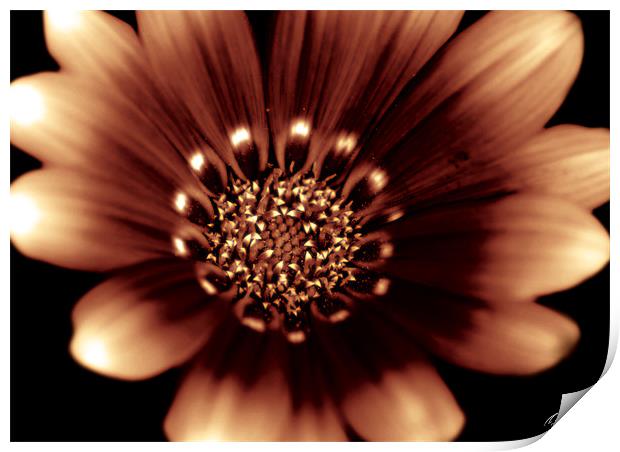 Fire Daisy Print by Rob Toombs