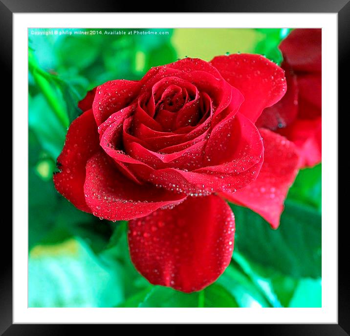 A Rose For You Framed Mounted Print by philip milner
