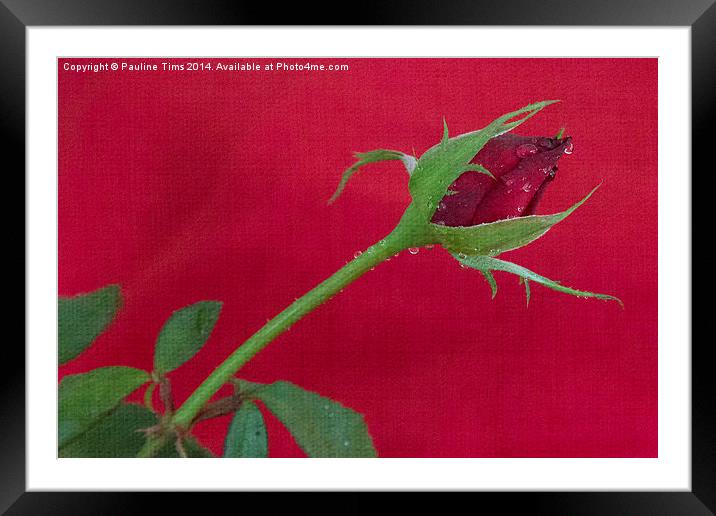 Red on Red Framed Mounted Print by Pauline Tims