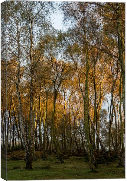 Birch Trees Canvas Print by James Grant