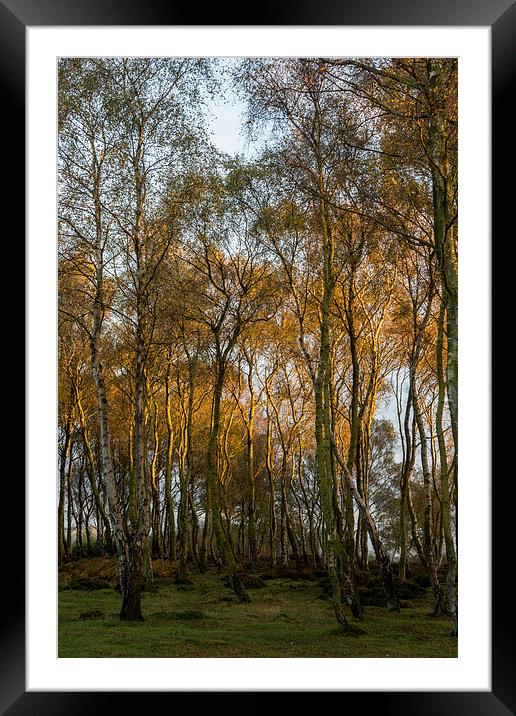 Birch Trees Framed Mounted Print by James Grant