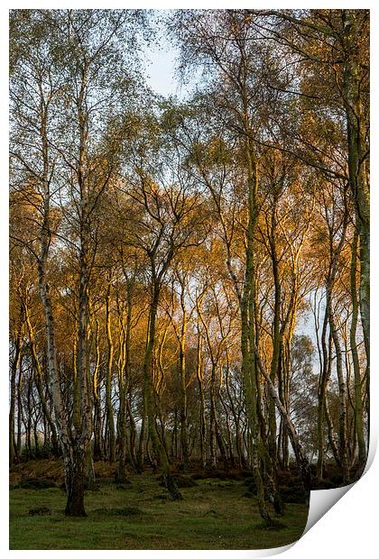 Birch Trees Print by James Grant