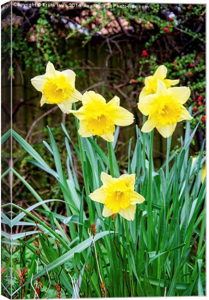 Daffodils heralding the arrival of Spring Canvas Print by Frank Irwin