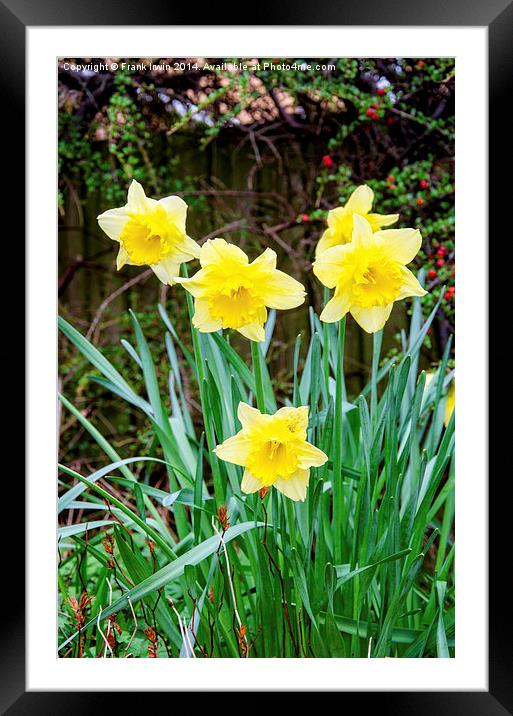 Daffodils heralding the arrival of Spring Framed Mounted Print by Frank Irwin
