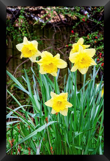 Daffodils heralding the arrival of Spring Framed Print by Frank Irwin