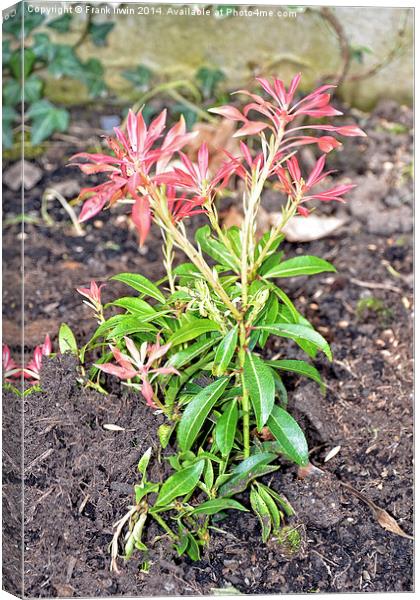 Young Pieris newly planted. Canvas Print by Frank Irwin