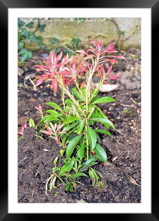 Young Pieris newly planted. Framed Mounted Print by Frank Irwin