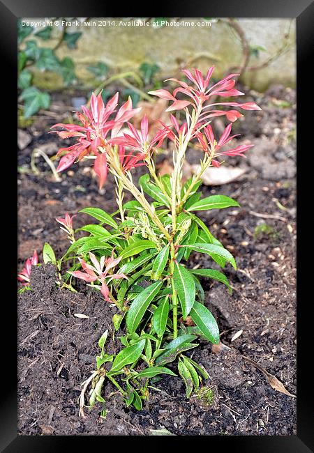 Young Pieris newly planted. Framed Print by Frank Irwin