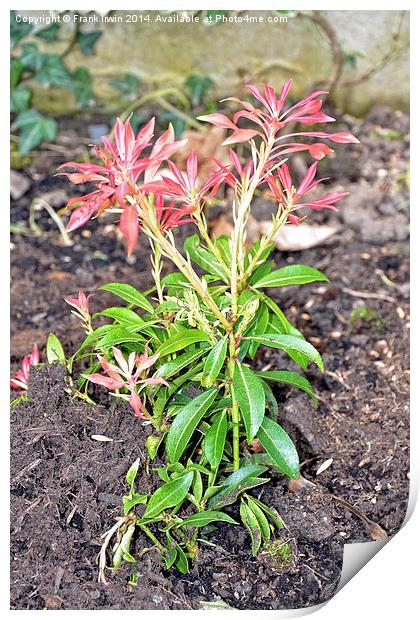Young Pieris newly planted. Print by Frank Irwin