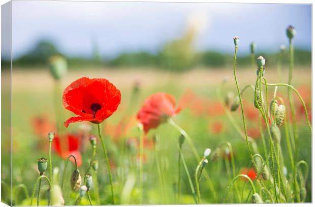 Flower meadow with red poppy Canvas Print by Matthias Hauser
