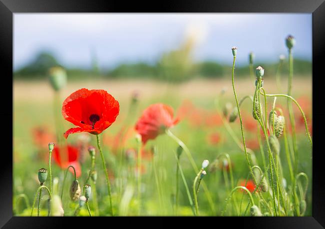 Flower meadow with red poppy Framed Print by Matthias Hauser