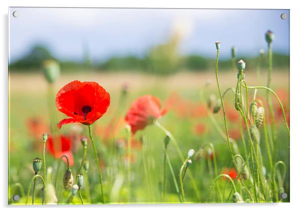 Flower meadow with red poppy Acrylic by Matthias Hauser