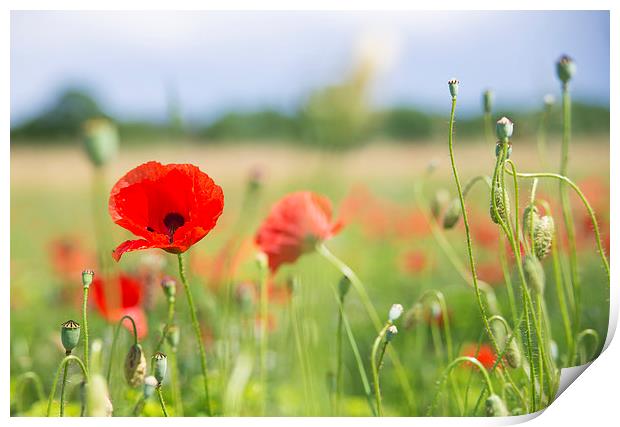 Flower meadow with red poppy Print by Matthias Hauser