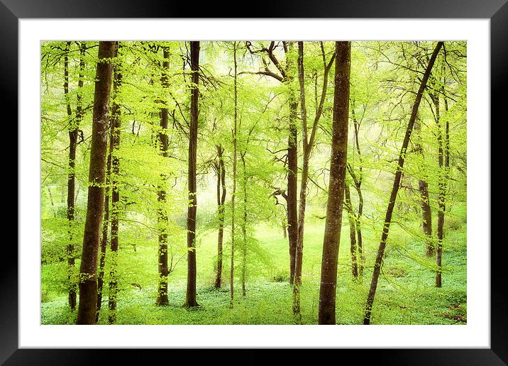 Bright green trees in spring Framed Mounted Print by Matthias Hauser