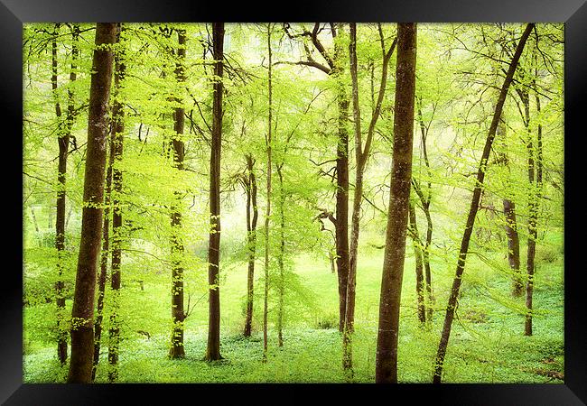 Bright green trees in spring Framed Print by Matthias Hauser