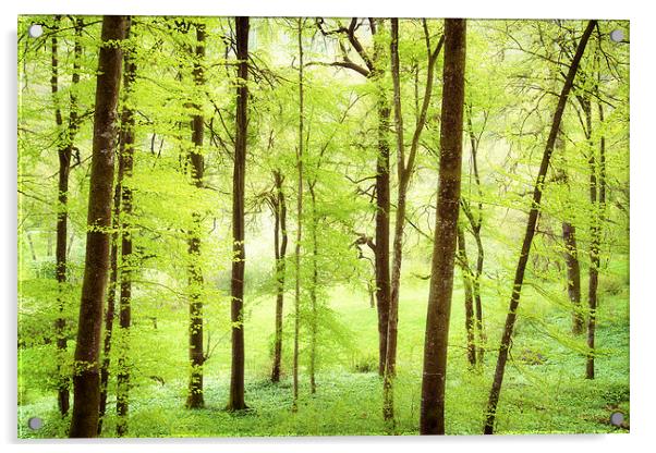 Bright green trees in spring Acrylic by Matthias Hauser