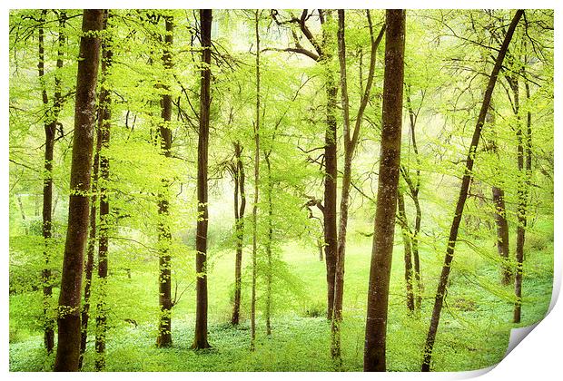Bright green trees in spring Print by Matthias Hauser