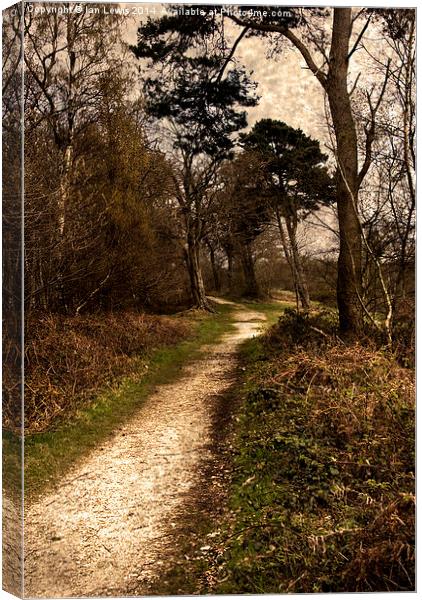 Pathway Through The Holies Canvas Print by Ian Lewis