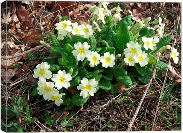 Primroses in the Wild Canvas Print by Ursula Keene