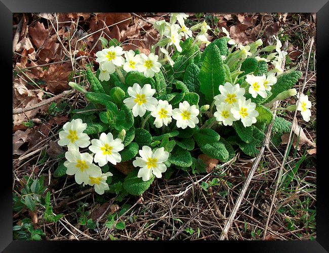 Primroses in the Wild Framed Print by Ursula Keene