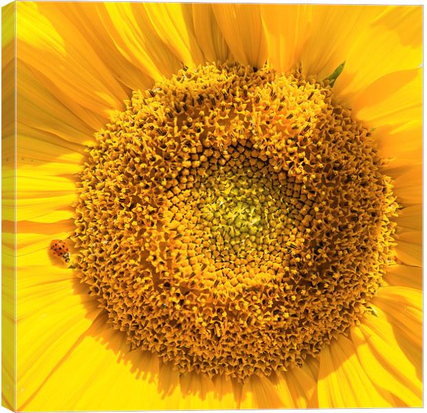 Giant sunflower and little ladybug Canvas Print by Matthias Hauser