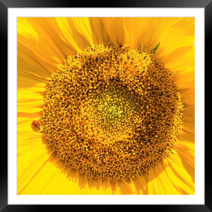 Giant sunflower and little ladybug Framed Mounted Print by Matthias Hauser