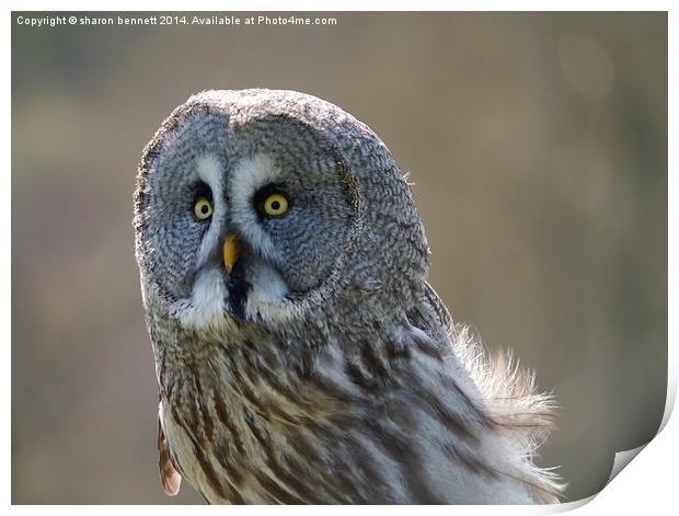 Look into my eyes Print by sharon bennett