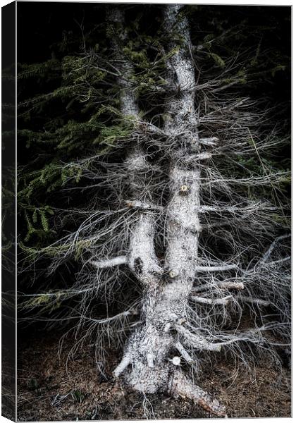 Eerie tree in dark forest Canvas Print by Matthias Hauser